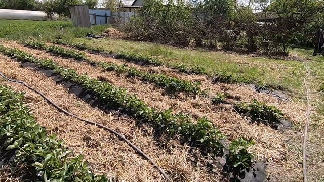 ДОМ НА ЮГЕ/САД: ИНЖИР И ЯБЛОНИ/В КОНЦЕ УЧАСТКА ПРУД/ смотреть онлайн