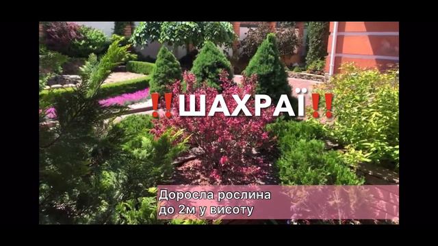 Шахраї ошукують українців! Впарюють рослини! смотреть онлайн