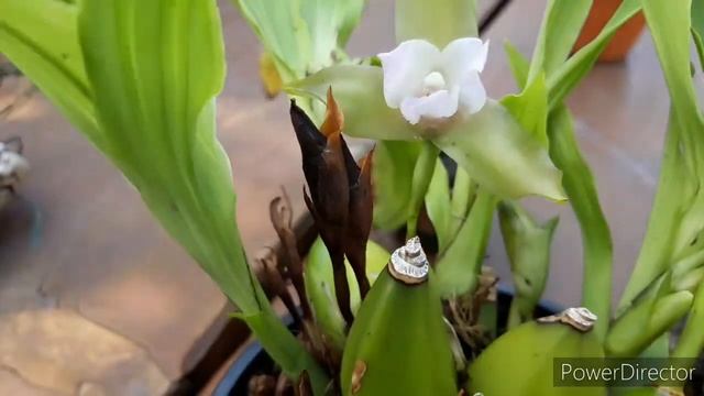 ОРХИДЕИ.  Орхидея Ликаста после срочной пересадки.