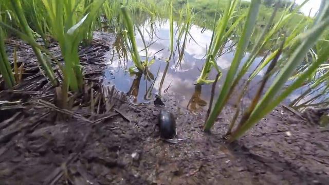 Жук плавунец, видео rybachil.ru смотреть онлайн