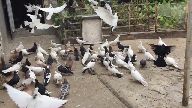 #Pigeons.Как связаться со мной. смотреть онлайн