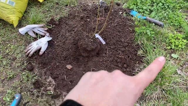 Усовершенствовала посадку голубики на суглинках смотреть онлайн