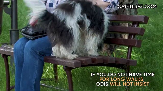ODIS  - Unique Dog Breed From Odessa