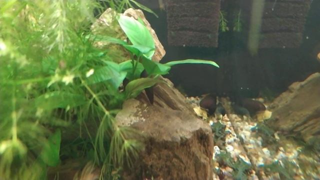 Улитка Тиломелания Желтый кролик смотреть онлайн