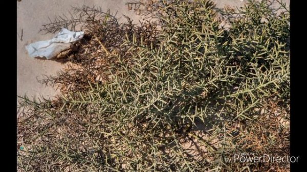 Yantoq xosiyatlari HD