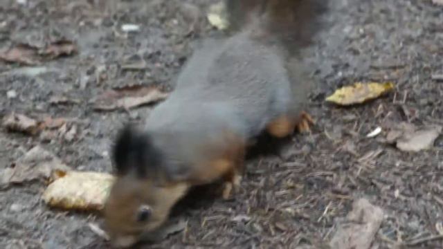Белочка в минском парке смотреть онлайн
