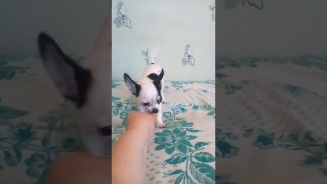 Мальчишечка чихуахуа Севастополь продам смотреть онлайн