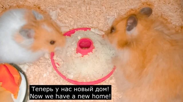 Рыжие сирийские хомяки!  Ginger Syrian Hamsters!