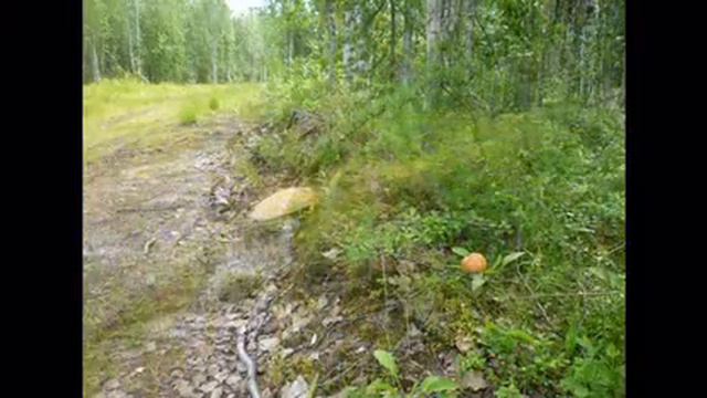 Боровской лес 7ой бис смотреть онлайн