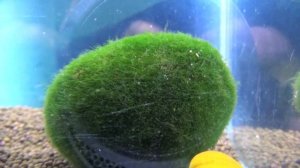 Кладофора шаровидная