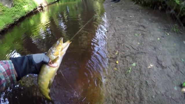 Рыбалка в Карелии. Ловля форели. Крупные форели реки. | Trout fishing in Karelia. Big trouts смотреть онлайн