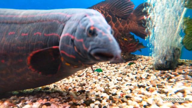 Мастацембелус краснополосый - Mastacembelus erythrotaenia смотреть онлайн