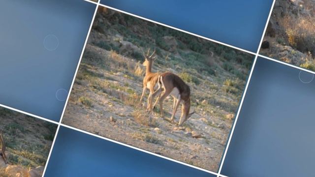 Арад.13.04.2020.Галины фото. смотреть онлайн