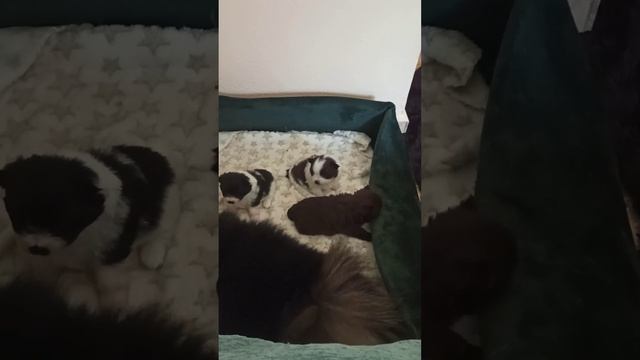 Роды Померанского Шпица,что нужно делать и как не потерять щенков. смотреть онлайн