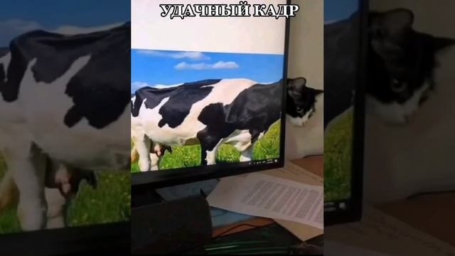 Удачный кадр смотреть онлайн