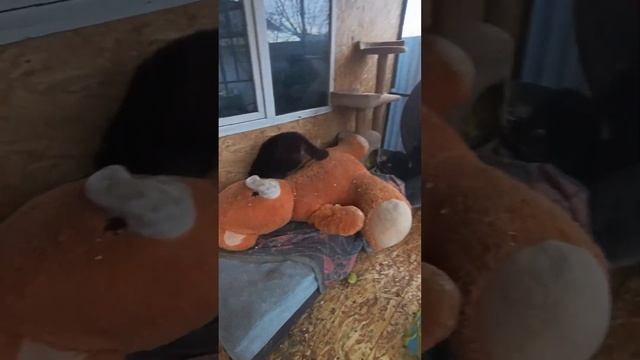 #ямыилюша #енотики #raccoon #животные #котики #помощьбездомнымживотным #енотилюша смотреть онлайн