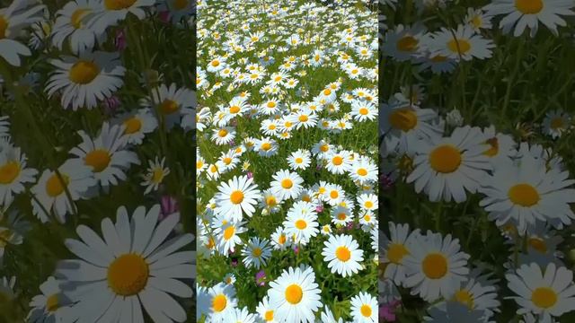 Ромашки 🤍🌼🌼🌼🌼🌼 смотреть онлайн