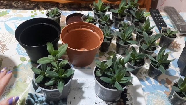 СРОЧНО, ПЕРЕВАЛКА ЭУСТОМЫ, ЭУСТОМА ЗАМЕДЛИЛА РОСТ, ЧТО ДЕЛАТЬ? смотреть онлайн