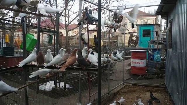 Бакинские Голуби Классика! Шейки, Мраморные, Белые. В гостях у Сергея г Ставрополь! ?+79614416272. смотреть онлайн