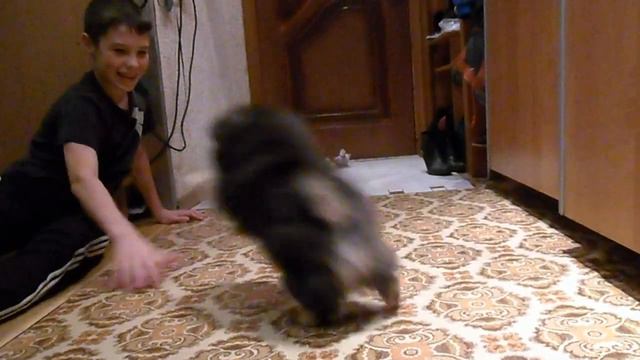 Продам девочку померанского шпица Анж де Солей Кармен Ля Роз Руж, 3 мес 3 нед. смотреть онлайн