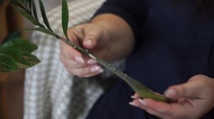 ВАЖНО!!! ЗАМИОКУЛЬКАС - ПЕРЕСАДКА И  РАЗМНОЖЕНИЕ