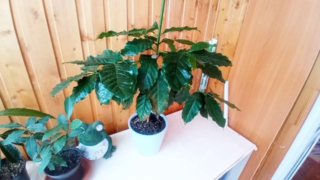 "Не цитрусы" в моем дивном саду. Кофе Нана, лавр благородный, мурайя Метельчатая, гранат Карфаген. смотреть онлайн