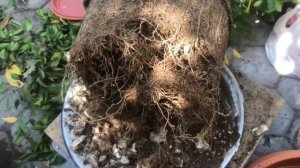 Мой Гибискус. Пересадка вы больший горшок.