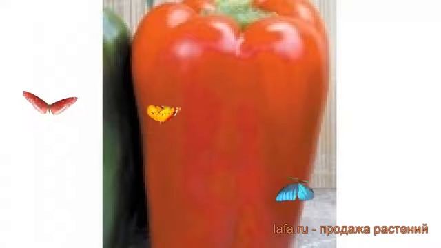 Перец сладкий Атлант (atlant atlant) ? сладкий перец Атлант обзор: как сажать, семена перца Атлант смотреть онлайн