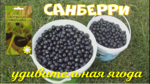 Санберри - удивительная ягода.mp4