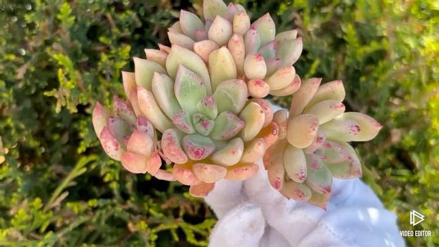 Echeveria Arje