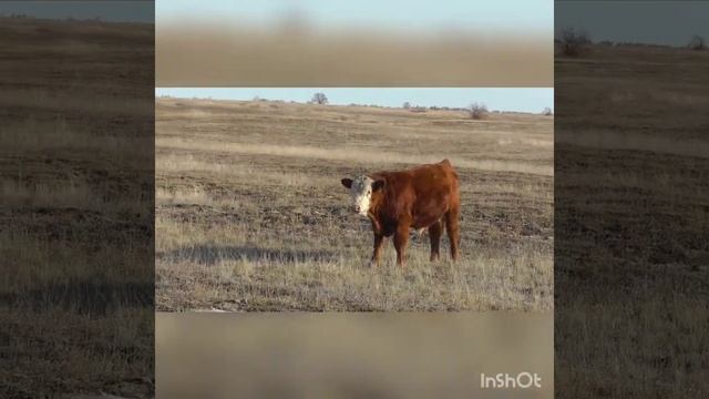 Отгонное животноводство,бычки казахско белоголовой породы на пастбище. смотреть онлайн