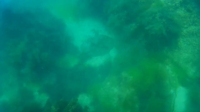 Обитатели Черного моря. Камбала Калкан (черноморская камбала) смотреть онлайн