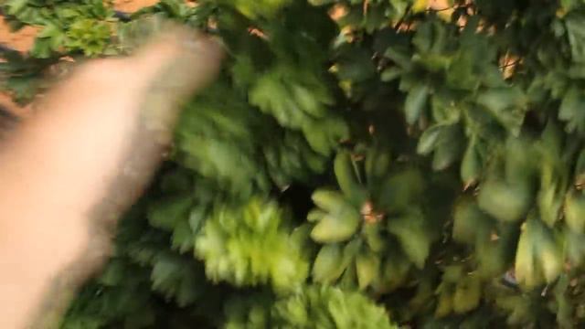 Amariles e Crisantemo - Meu Jardim 107 смотреть онлайн