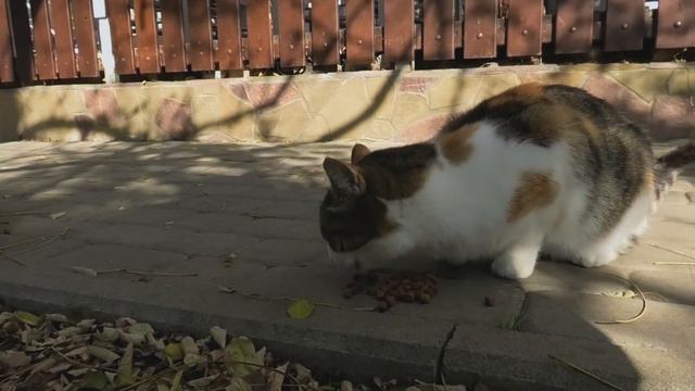 помогаю бездомным котикам, даю им еды смотреть онлайн