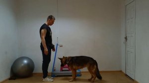 Дрессировка немецкой овчарки - занятие 1