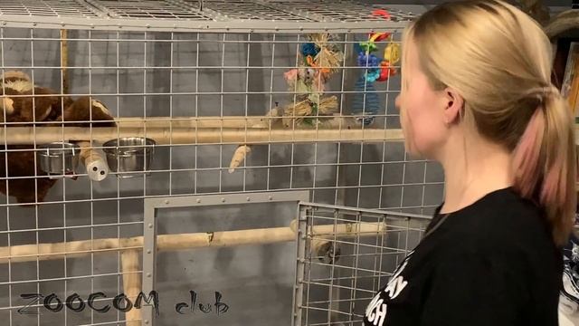 Новая клетка для Чу ! Как выбрать клетку жако? смотреть онлайн