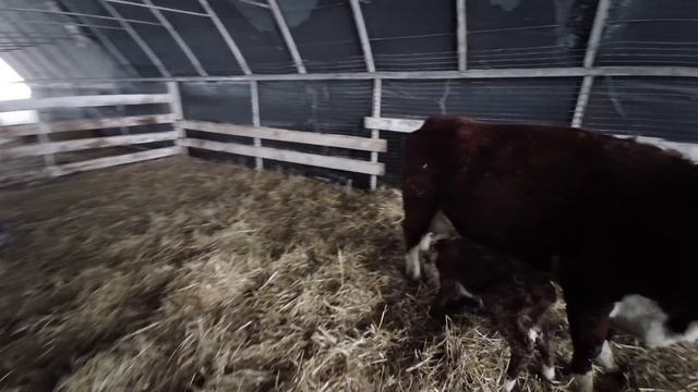 Первый герефорд в метель смотреть онлайн