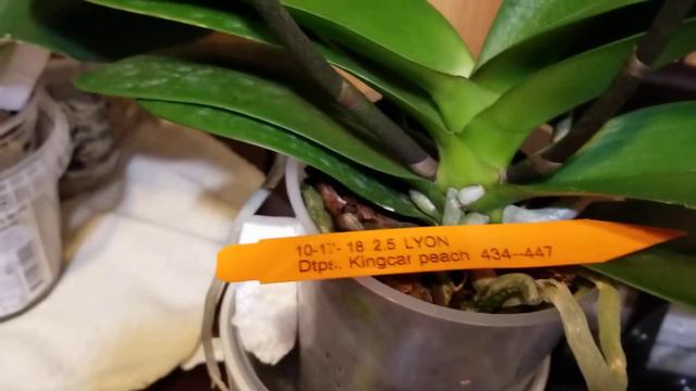 Dtps. Kingcar peach. Куплен 21августа 19г. смотреть онлайн