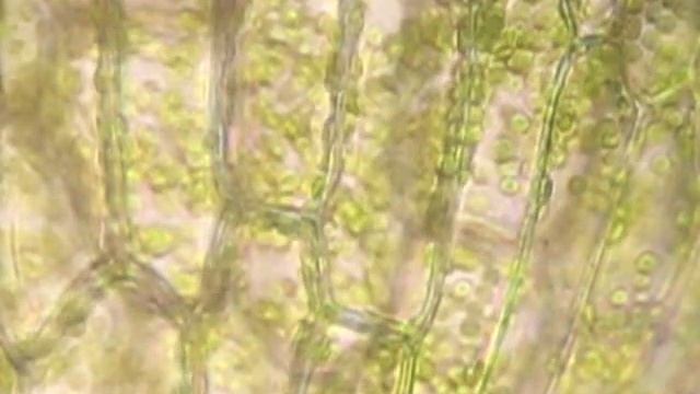 Движение цитоплазмы (циклоз) в клетках Элодеи / Movement of the cytoplasm (cyclosis) in Elodea cell смотреть онлайн