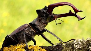 Жук-Олень - интересные факты