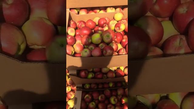 Яблоки сорт Кубанское багряное смотреть онлайн