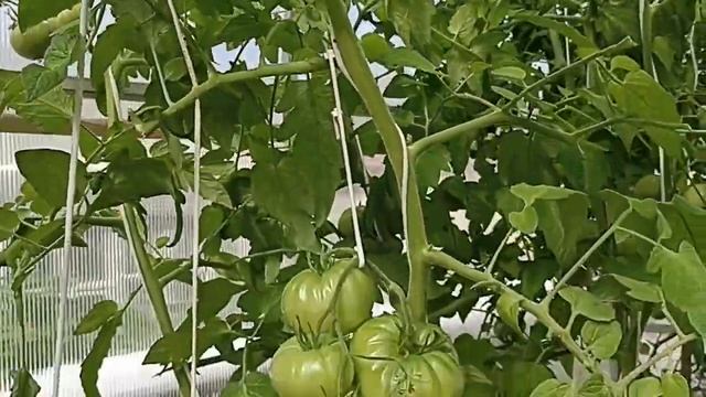 Сибирь. Томаты отстают в развитии на месяц. Поспеют ли_ Обзор. смотреть онлайн