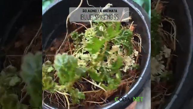 Cây Selaginella Uncinata Blue Spikemoss (Rêu Thiên Thanh) Chậu Nhựa 8cm