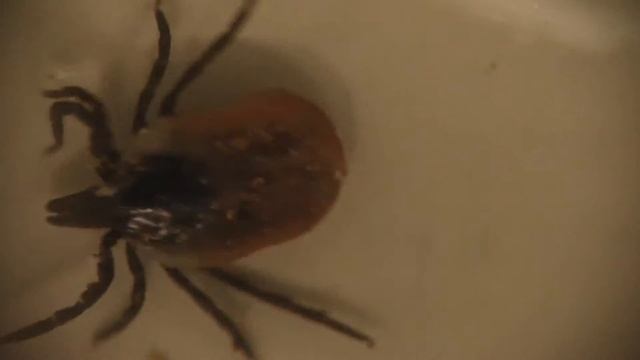 Ixodes ricinus собачий клещ, иксодный смотреть онлайн