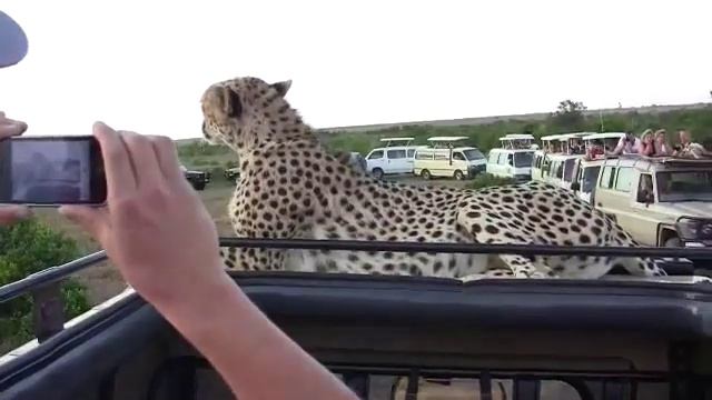 Наглый гепард заставил понервничать туристов смотреть онлайн
