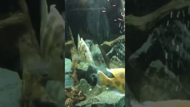 Корм для цихлид. #ужин #аквариумистика #рекомендации смотреть онлайн