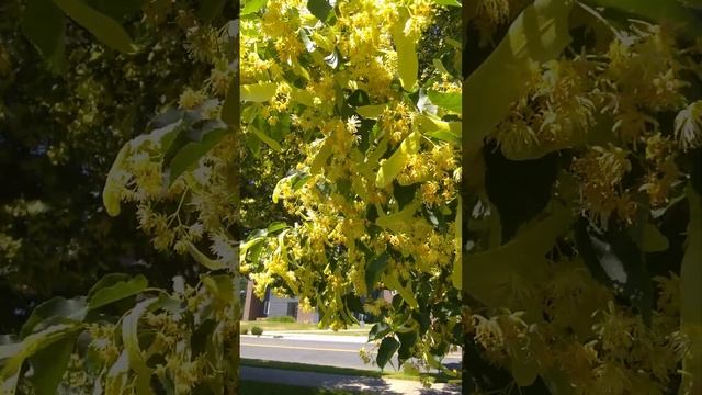 Linden tree short by Oracle Daphne "love and peacefulness to everyone" смотреть онлайн