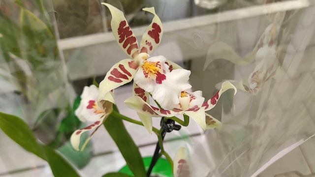 №743/ СВЕЖИЕ орхидеи в ПЛАНЕТА ЛЕТА. Красивые садовые растения. смотреть онлайн