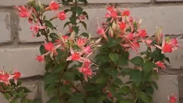 Фуксия сорт WALZ Jubelteen