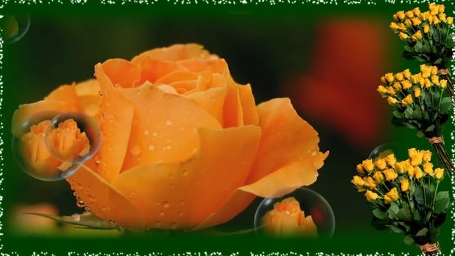 РОЗЫ ЖЁЛТЫЕ-СИМВОЛ ВЕРНОСТИ...? смотреть онлайн